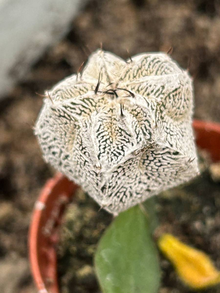 Astrophytum myriostigma 'Onzuko White Zebra' 
