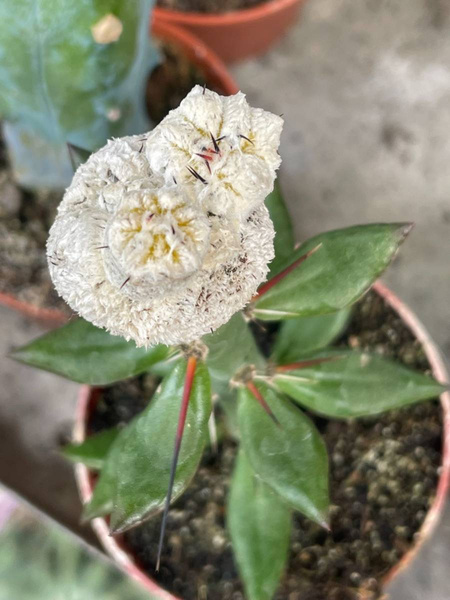 Astrophytum myriostigma 'Extreme Snow Onzuko' 