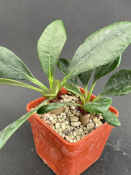 Euphorbia ramena KAUDEKS x 2 siewki