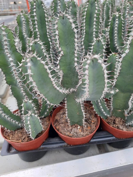  Euphorbia polyacantha