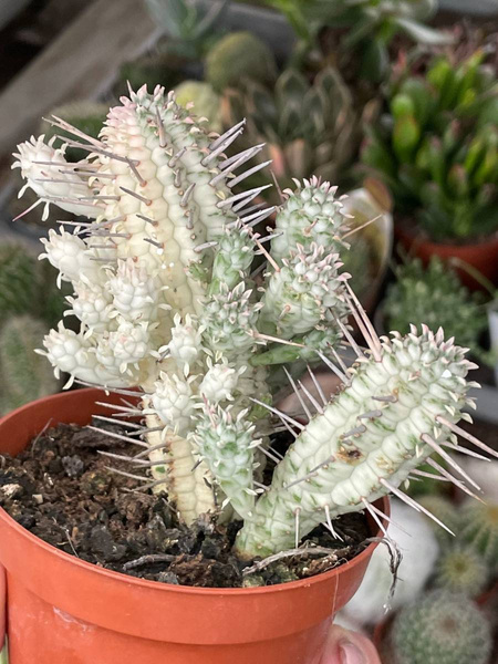 Euphorbia mammillaris 'Alba' specjal 
