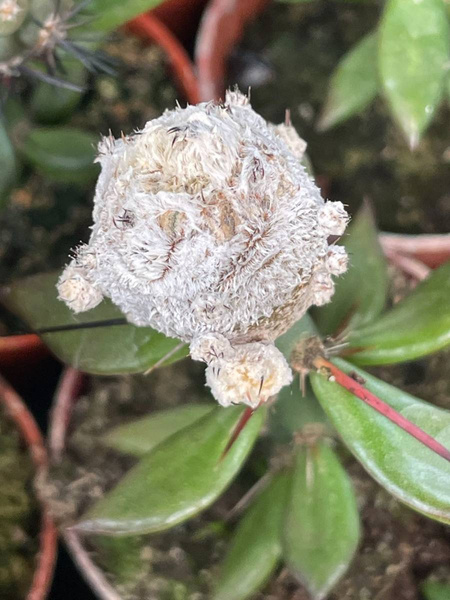 Astrophytum myriostigma 'Onzuko Extreme Snow Ball' 