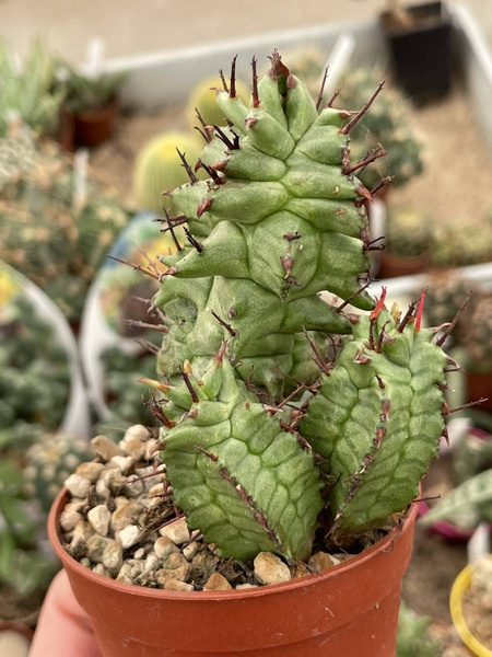 Euphorbia horrida 'Kikko' 