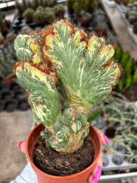 Cereus peruvianus 'Monstruosa Variegata'