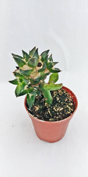Ariocarpus trigonus v.elongatus