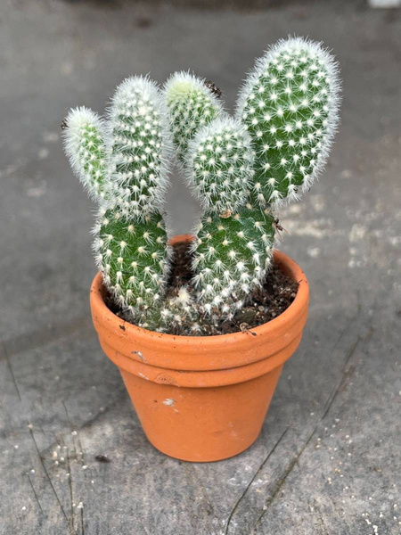 Mini kaktusik w GLINIANEJ doniczce